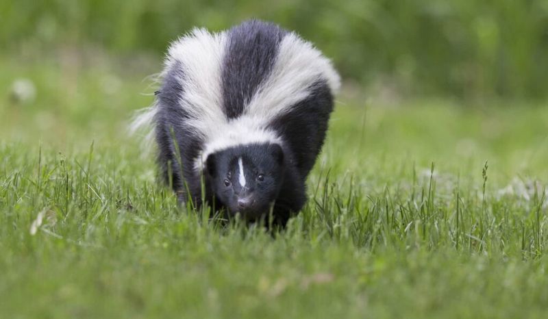 Skunks