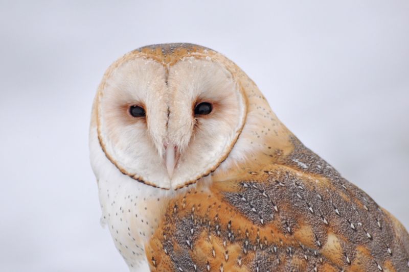 Barn Owl: The Heart-Faced Ghost