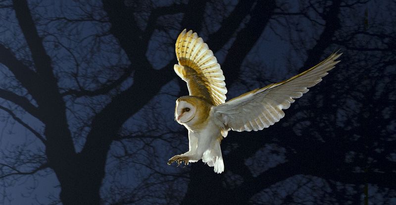 Barn Owl