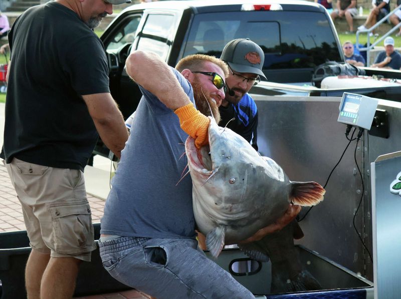 The Blue Catfish Behemoth