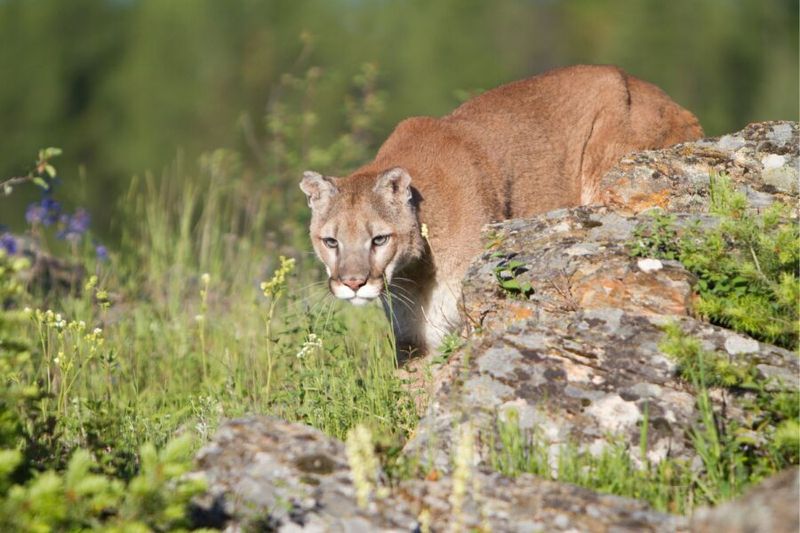 Glacier National Park's Alpine Lion Lairs