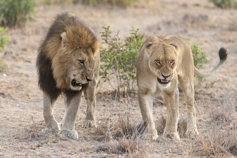 African Lion – The Pride's Coordinated Hunter