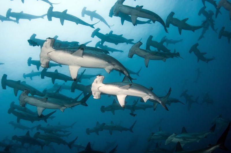Scalloped Hammerhead Shark