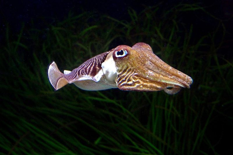 Cuttlefish: Masters Of Deception And Memory