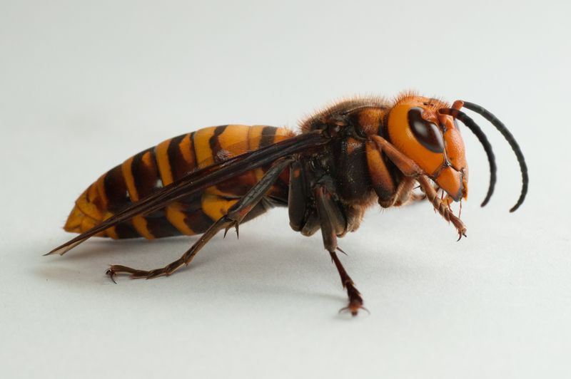 Asian Giant Hornets: Flying Nightmares