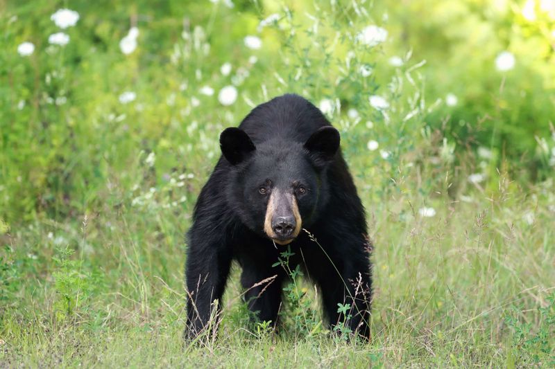 Black Bears Of North America