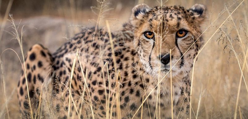 Cheetahs