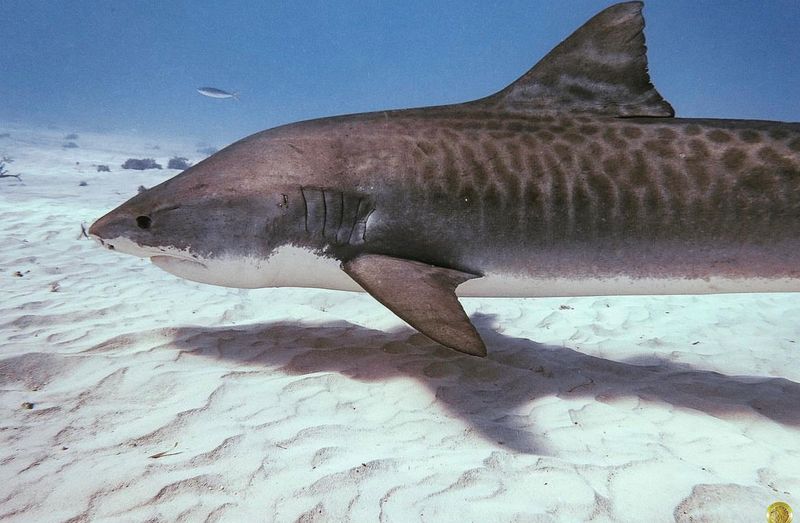 Tiger Shark Teeth Are Better Suited For Crushing Hard Shells