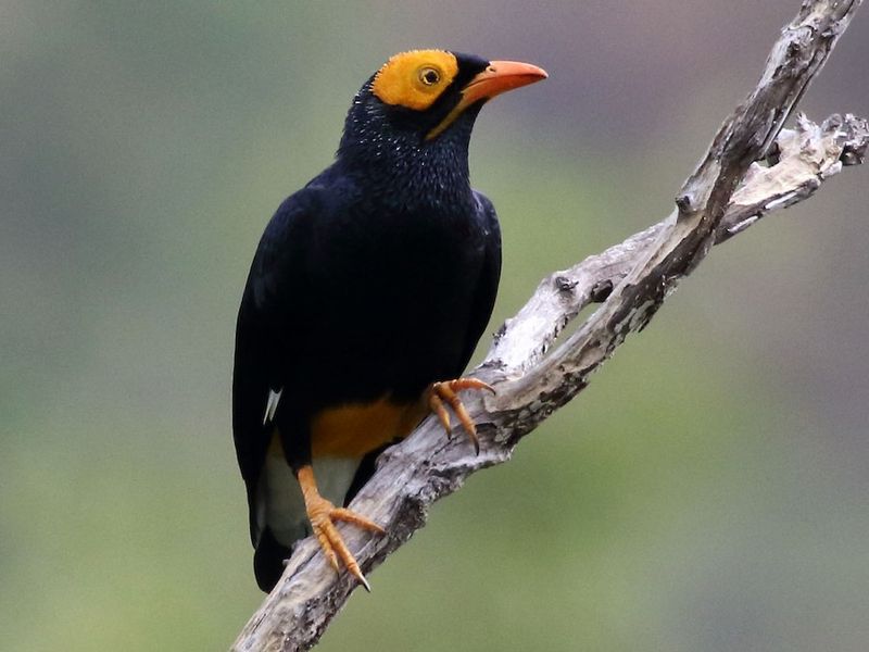 Yellow-faced Myna
