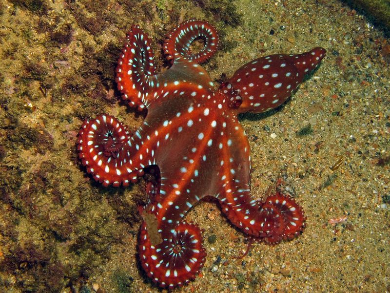 Octopus Macropus