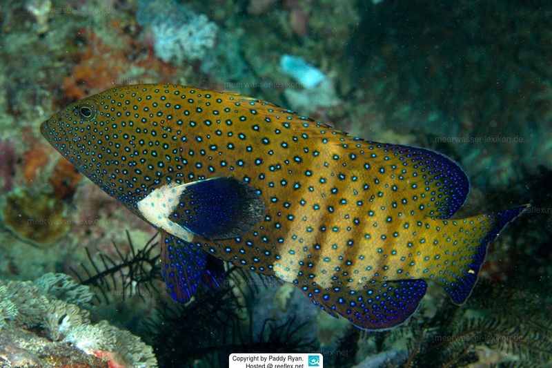 Blue-Spotted Grouper
