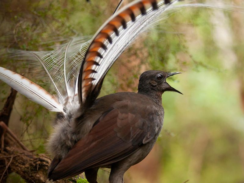 Lyrebird