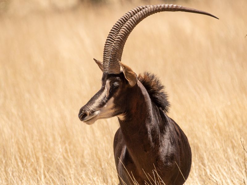 Sable Antelope