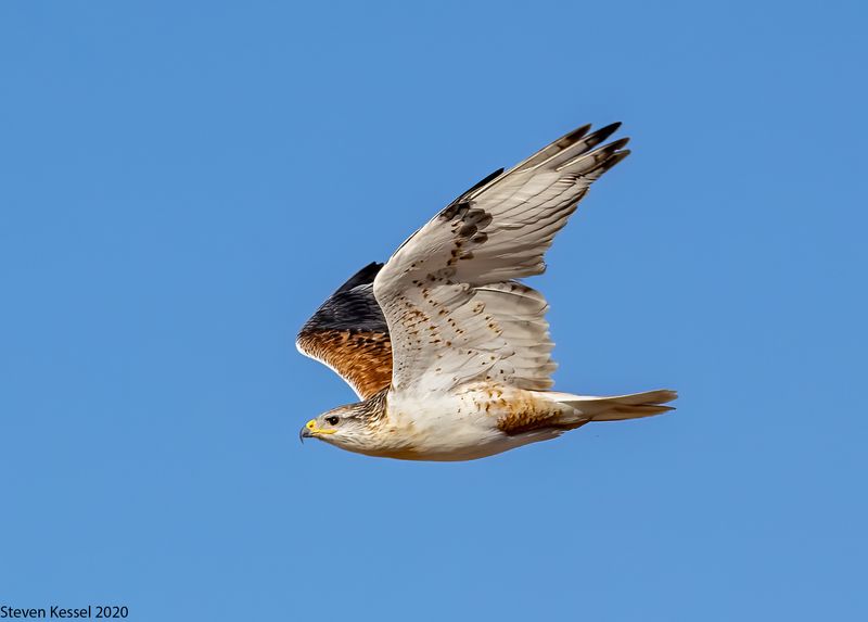 Ferruginous Hawk: Prairie Sky Giant