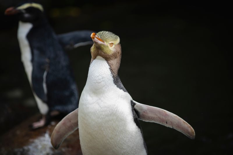 Yellow-Eyed Penguin
