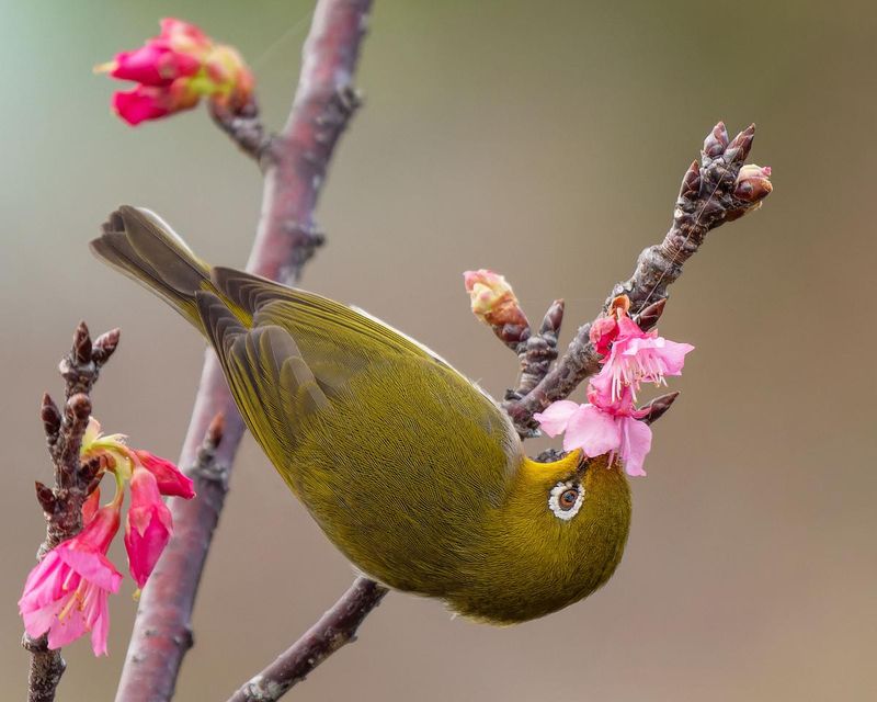 Japanese White-eye