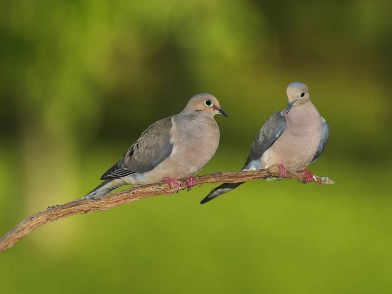 Doves Depend On Their Partners