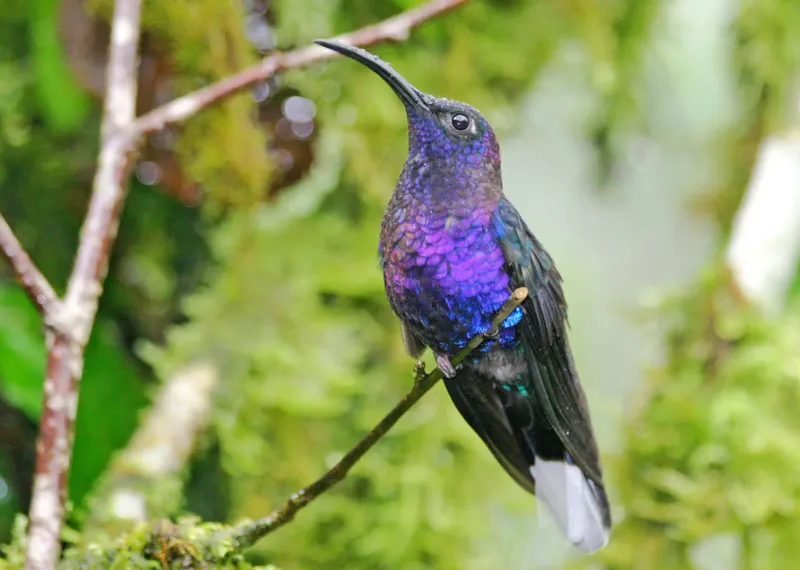 Violet Sabrewing