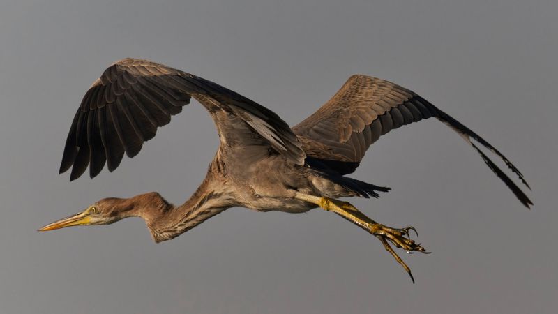 Purple Heron – Europe's Elusive Reed-Dweller