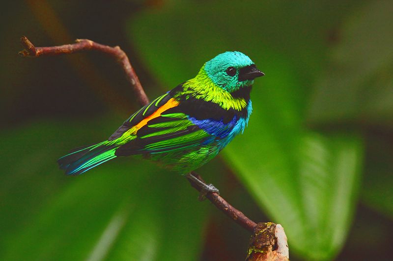 Green-headed Tanager