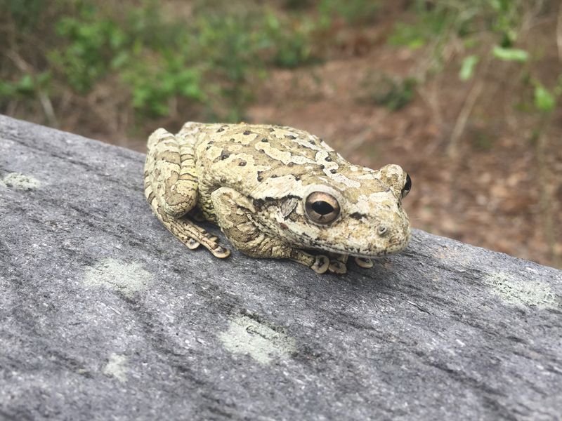 Cuban Tree Frog