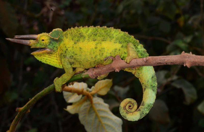 Jackson's Chameleons