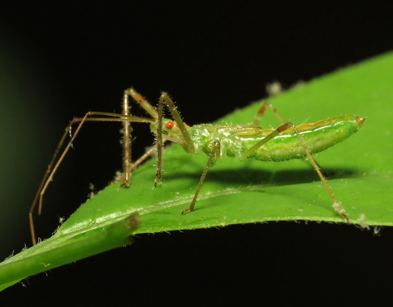 Assassin Bug's Relentless Patience