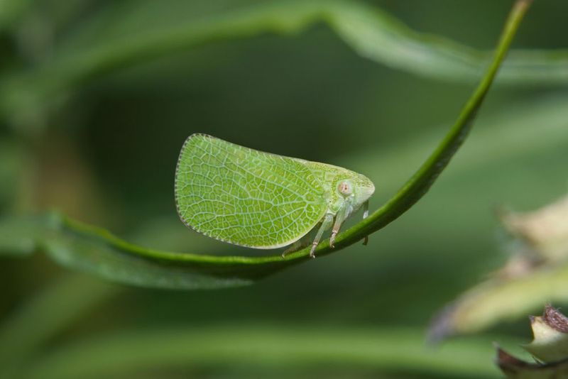 Katydid's Leaf-Perfect Mimicry