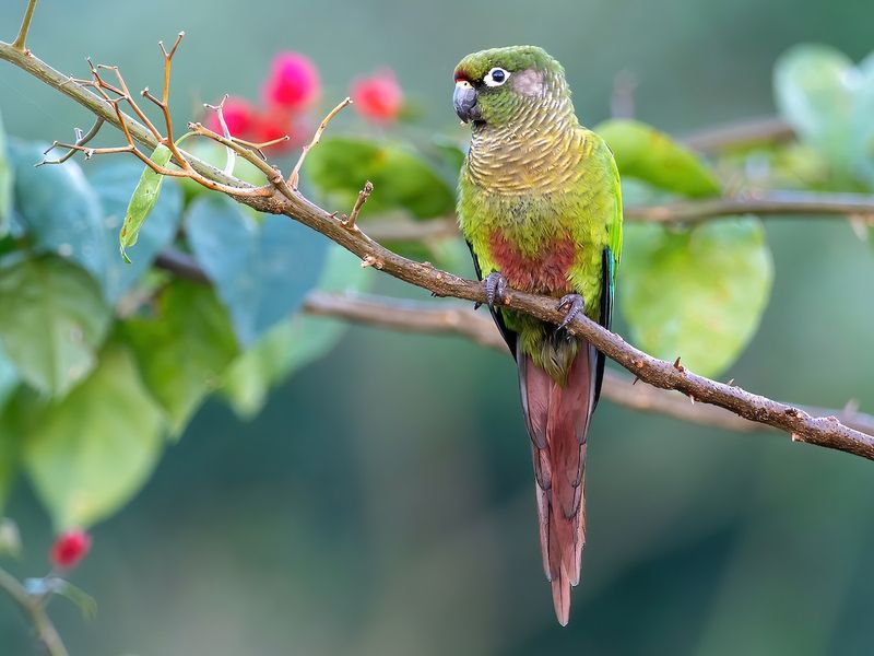 Maroon-bellied Parakeet