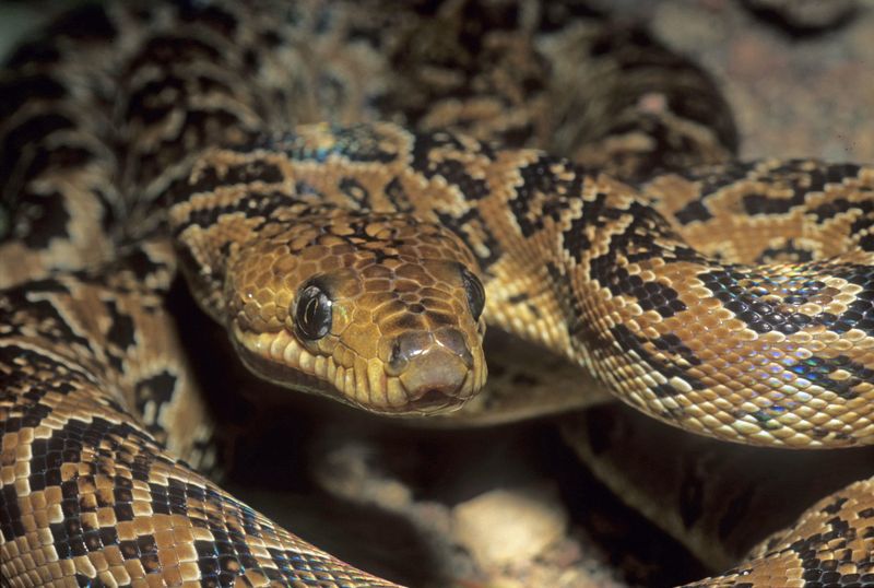Cuban Tree Boa