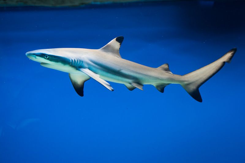 Reef Sharks