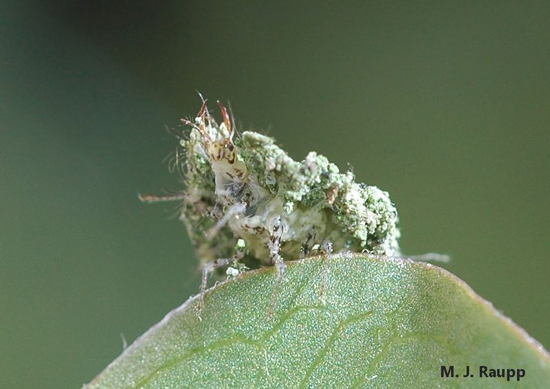 Green Lacewing Larvae's Trash Disguise