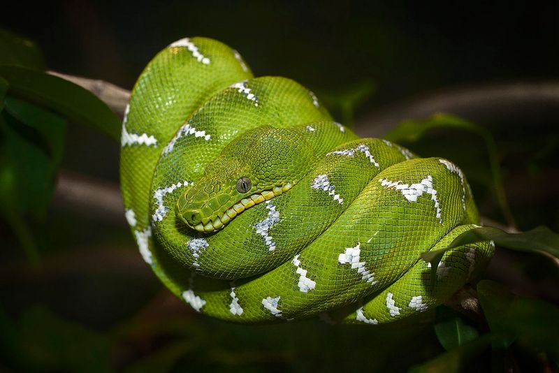 Emerald Tree Boa