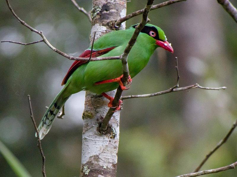 Green Magpie