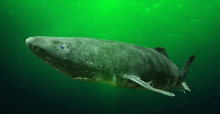 Greenland Shark: The 400-Year-Old Predator Of The Deep And Its Mysterious Biology