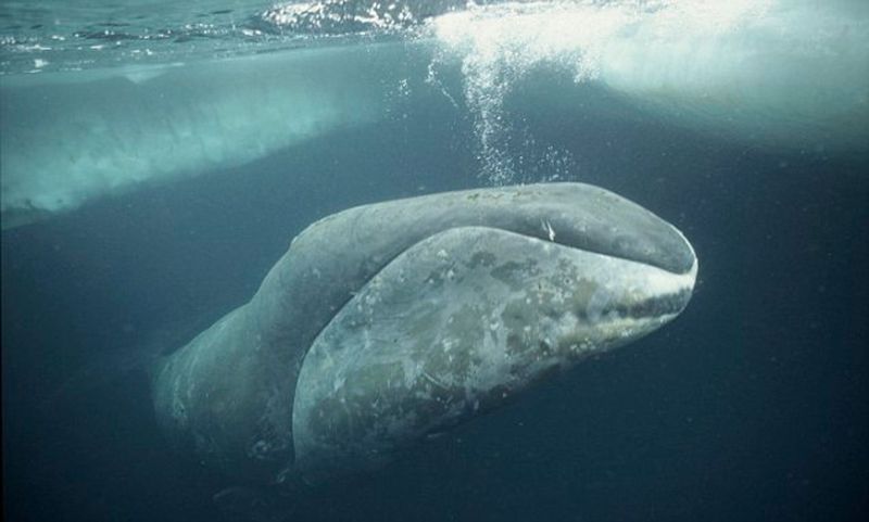 Bowhead Whale: The Century-Spanning Cetacean
