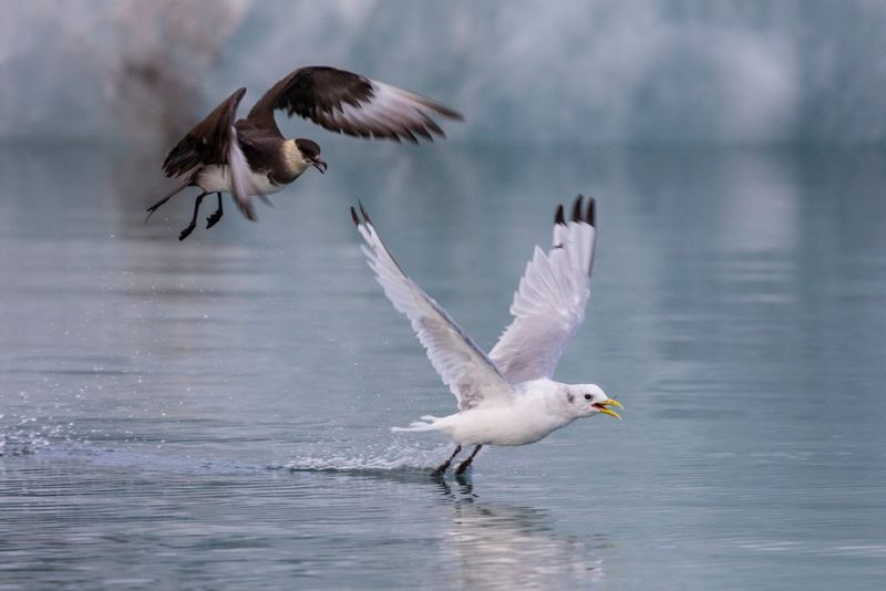 Arctic Skuas' Aerial Piracy Technique