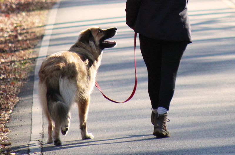 Loose Leash Walking