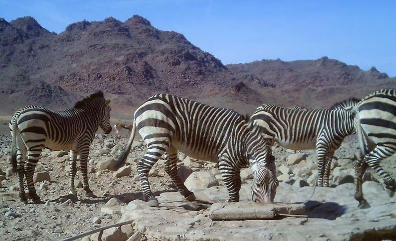Mountain Zebras Cling To Survival