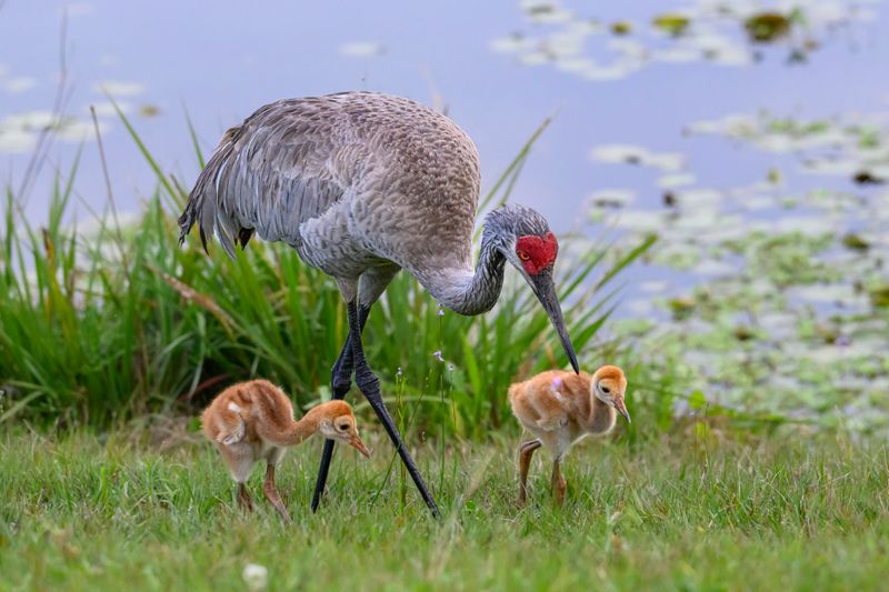 Florida Sandhill Crane