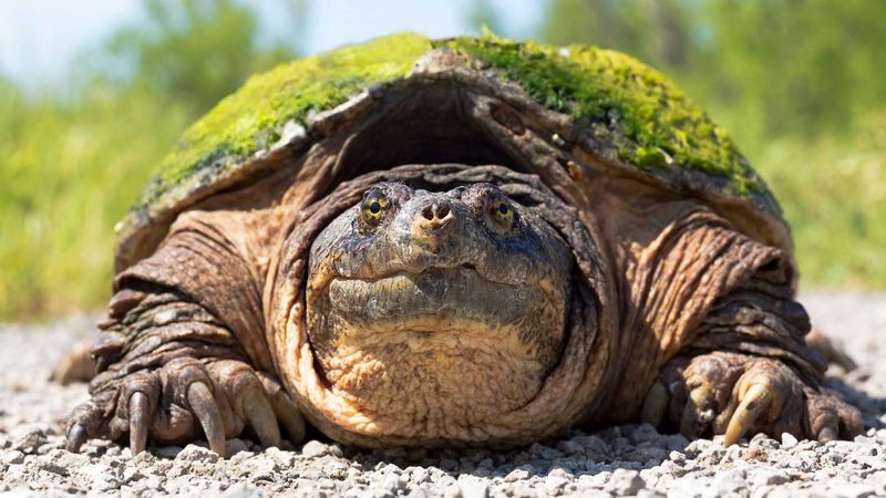 Prehistoric-Looking Turtles Bite Back