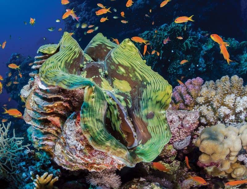 Giant Clams: Living Water Purifiers