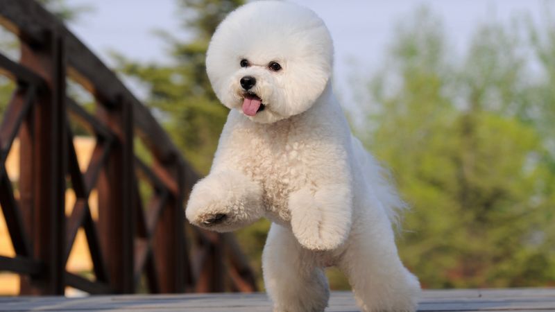 Bichon Frise – The Hypoallergenic Happiness Machine