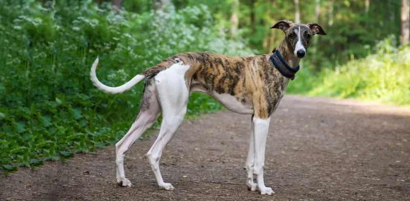 Whippet