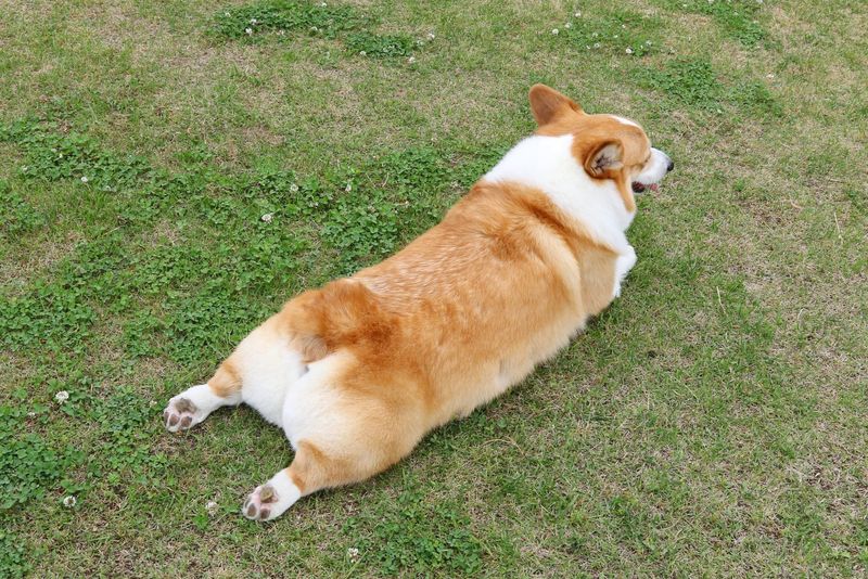 Corgi