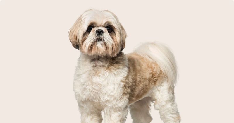 Shih Tzu