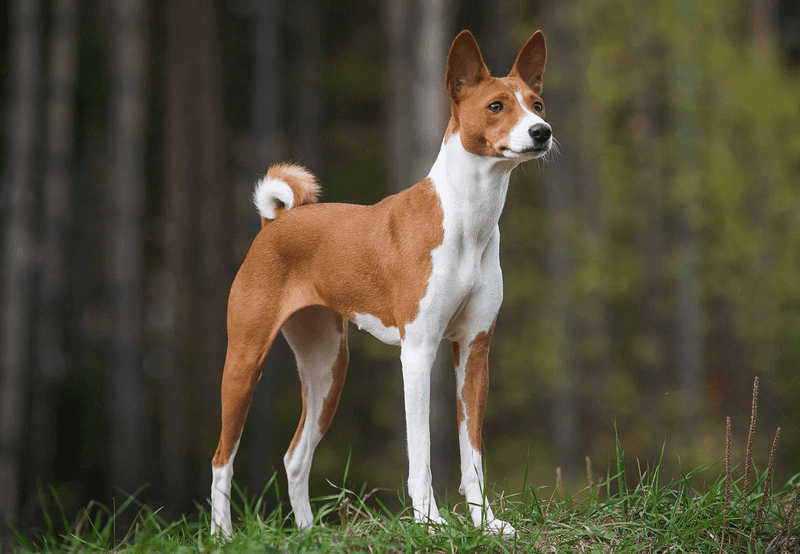 Basenji