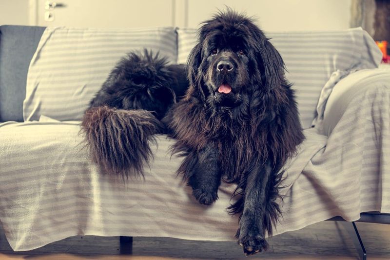 Newfoundlands