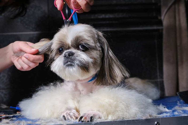 Shih Tzus