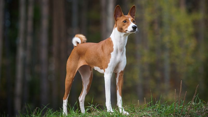 Basenjis